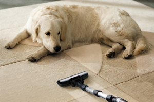 Pet Damage Clean Up Simi Valley CA